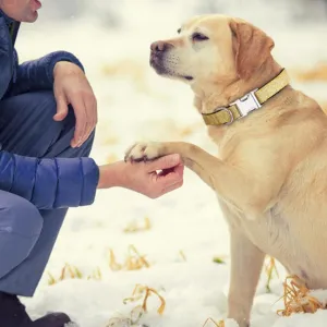 Pet Dog Collars Bling Dog Bow Tie Collar Cute Girl Dog Collar with Safety Metal Buckle for Small Boy Girl Dogs Cats Neck Fit 9-12" Navy Blue